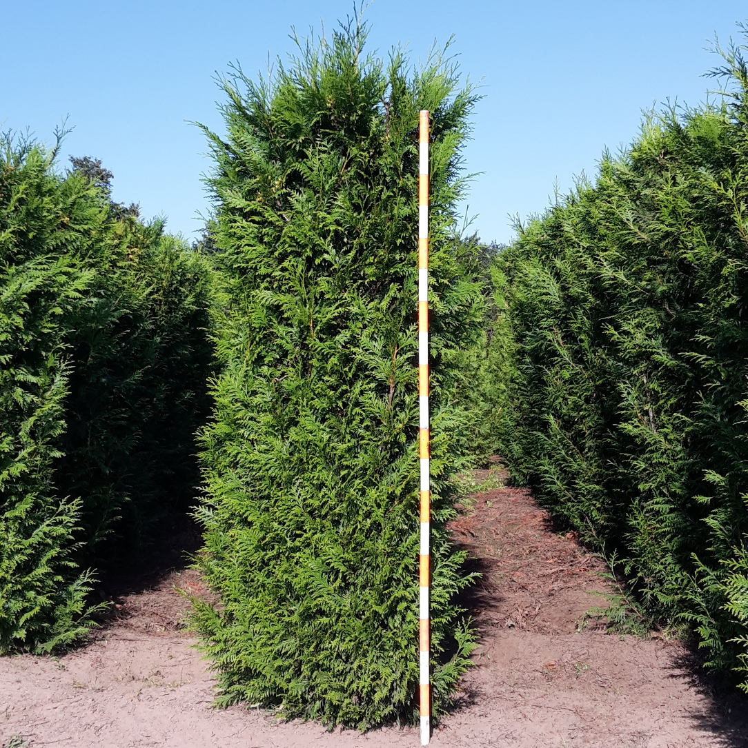 thuja atrovirens haag